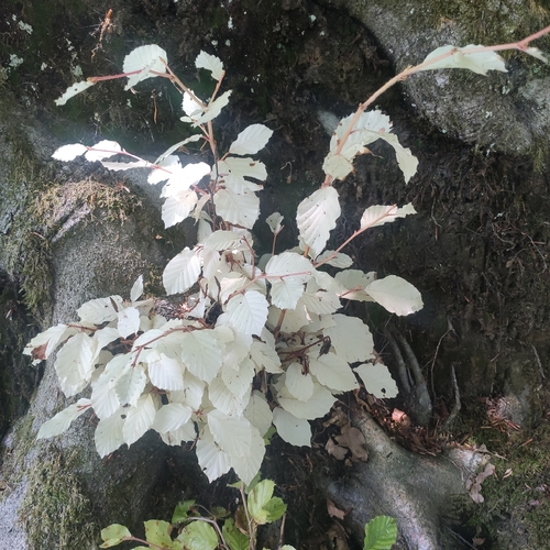 Fagus sylvatica (European beech) (alternate view 12)