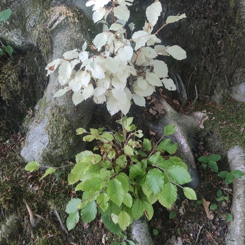 Fagus sylvatica (European beech) (alternate view 14)