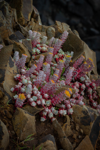 Sedum spathulifolium (Broadleaf Stonecrop) (alternate view 5)