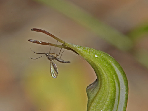 Pterostylis concinna (Trim Greenhood) (alternate view 4)
