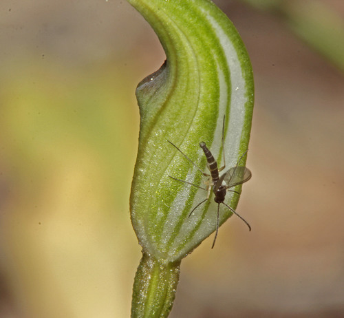 Pterostylis concinna (Trim Greenhood) (alternate view 5)
