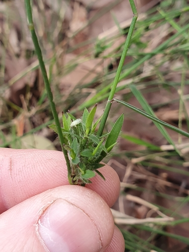 Entolasia stricta (Wiry Panic) (alternate view 8)