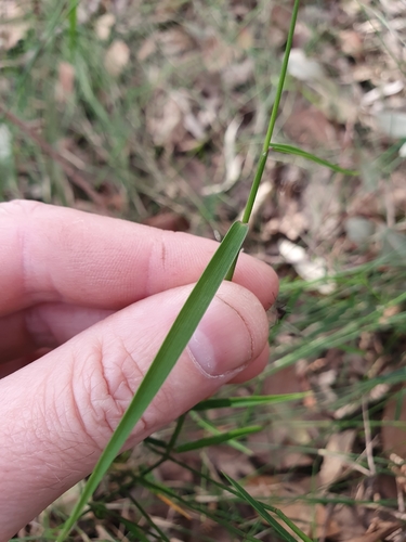 Entolasia stricta (Wiry Panic) (alternate view 9)