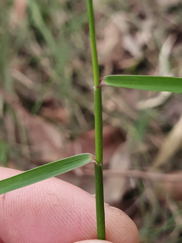 Entolasia stricta (Wiry Panic) (alternate view 10)