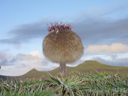 Echinops (Globe thistles) (alternate view 5)