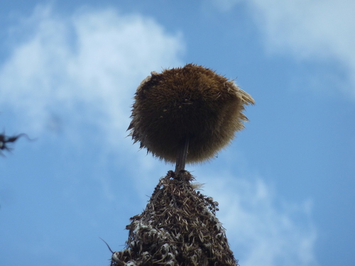Echinops (Globe thistles) (alternate view 7)
