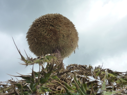 Echinops (Globe thistles) (alternate view 9)