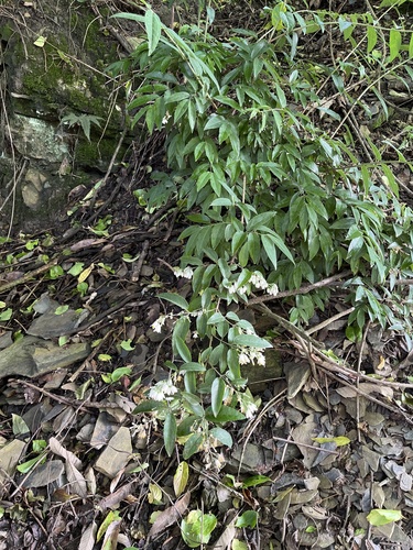 Deutzia (alternate view 9)