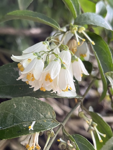 Deutzia (alternate view 8)