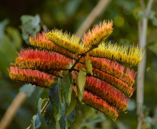 Combretum (Bushwillows) (alternate view 4)