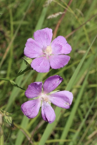 Callirhoe (poppymallows) (alternate view 4)