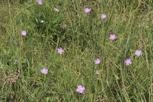 Callirhoe (poppymallows) (alternate view 5)
