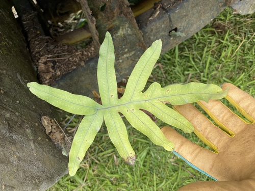 Phlebodium aureum (Blue Star Fern)