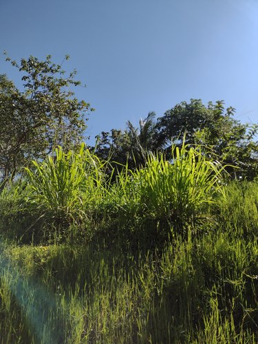Megathyrsus maximus (Guinea Grass) (alternate view 6)