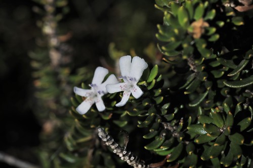 Westringia fruticosa (Coastal Rosemary) (alternate view 4)