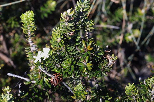 Westringia fruticosa (Coastal Rosemary) (alternate view 5)