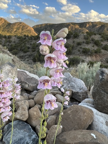 Penstemon palmeri (Palmer's penstemon) (alternate view 6)