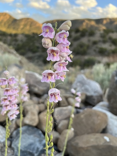 Penstemon palmeri (Palmer's penstemon) (alternate view 7)