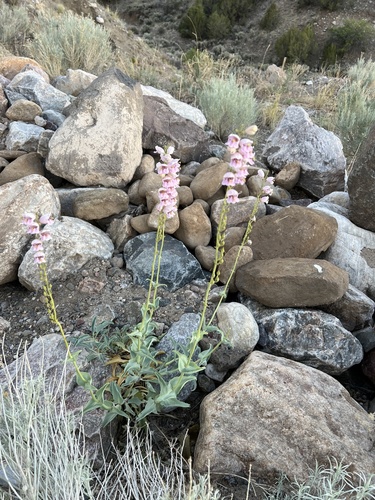 Penstemon palmeri (Palmer's penstemon) (alternate view 8)