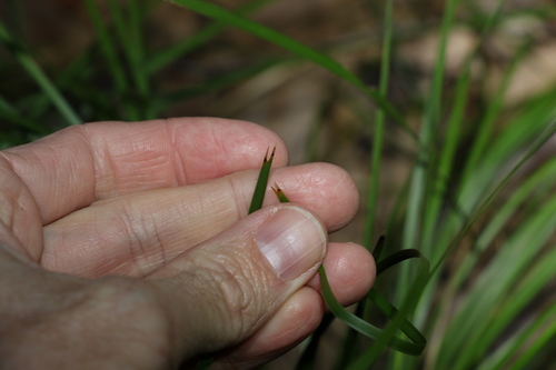 Lomandra confertifolia (clumped matrush) (alternate view 5)
