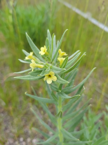 Lithospermum ruderale (western stoneseed) (alternate view 4)