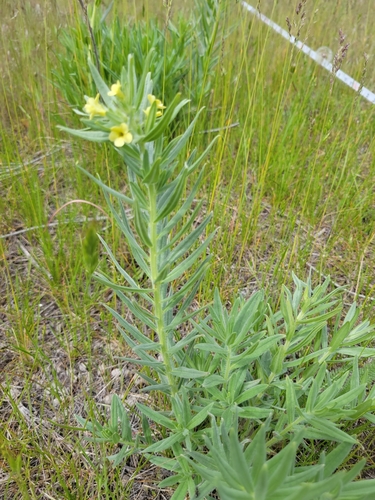 Lithospermum ruderale (western stoneseed) (alternate view 5)