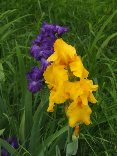 Iris × hybrida