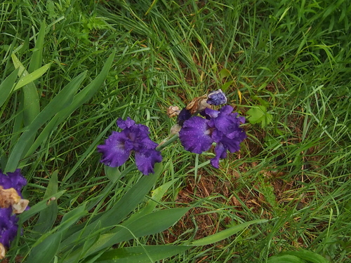 Iris × hybrida (alternate view 2)
