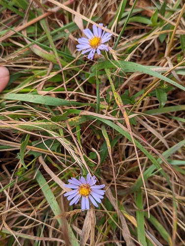 Symphyotrichum chilense (Pacific Aster) (alternate view 2)