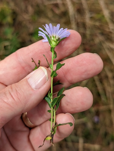 Symphyotrichum chilense (Pacific Aster) (alternate view 3)