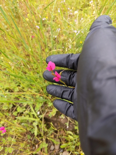 Lathyrus nissolia (Grass Vetchling)