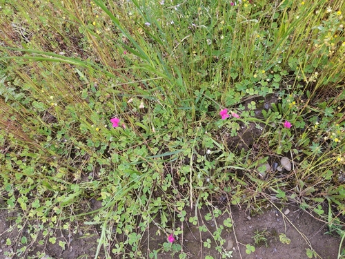 Lathyrus nissolia (Grass Vetchling)