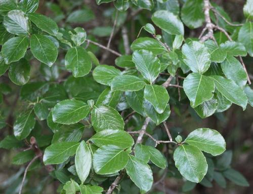 Viburnum rufidulum (Rusty Blackhaw) (alternate view 5)