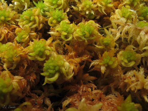 Sphagnum denticulatum (Cow-horn Bog-moss)