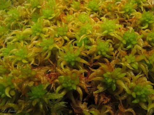 Sphagnum denticulatum (Cow-horn Bog-moss)
