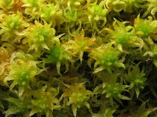 Sphagnum denticulatum (Cow-horn Bog-moss)