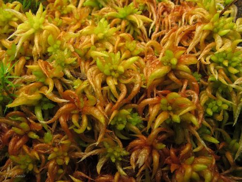 Sphagnum denticulatum (Cow-horn Bog-moss)
