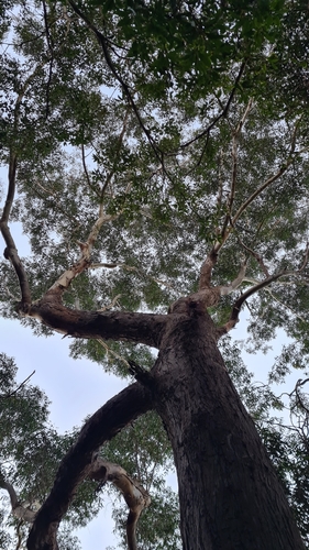 Eucalyptus pilularis (Blackbutt) (alternate view 8)