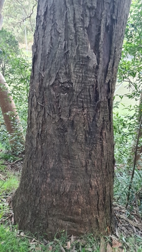 Eucalyptus pilularis (Blackbutt) (alternate view 9)