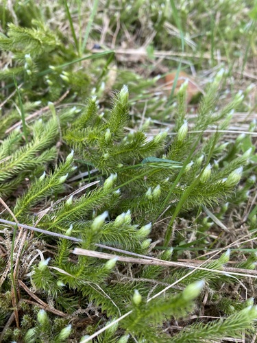 Lycopodium clavatum (stag's-horn clubmoss)