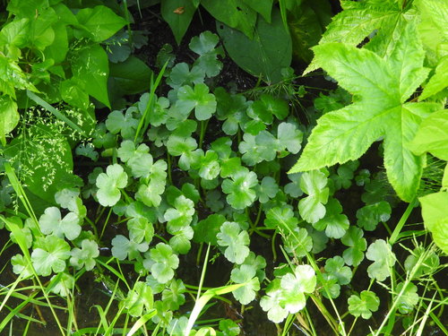 Hydrocotyle ranunculoides (floating marsh pennywort)