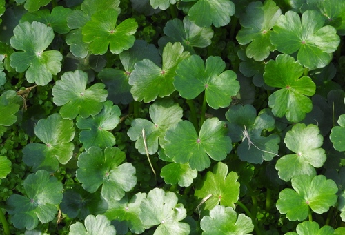 Hydrocotyle ranunculoides (floating marsh pennywort)