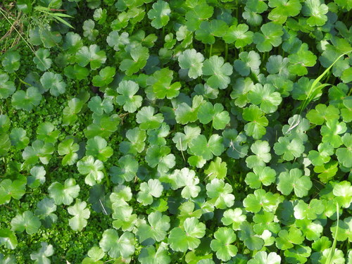 Hydrocotyle ranunculoides (floating marsh pennywort)