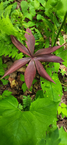 Medeola virginiana (Cucumber Root)