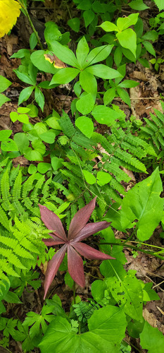 Medeola virginiana (Cucumber Root)