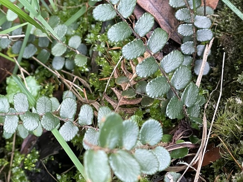 Pellaea rotundifolia (Button Fern)