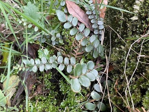 Pellaea rotundifolia (Button Fern)