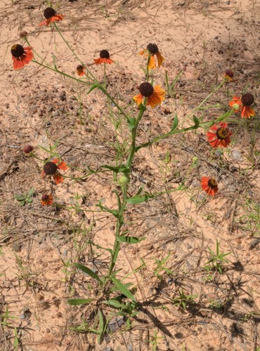 Helenium flexuosum (Southern Sneezeweed)