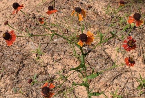 Helenium flexuosum (Southern Sneezeweed) (alternate view 2)