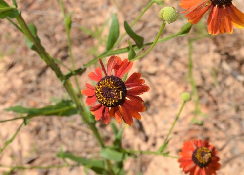 Helenium flexuosum (Southern Sneezeweed) (alternate view 3)
